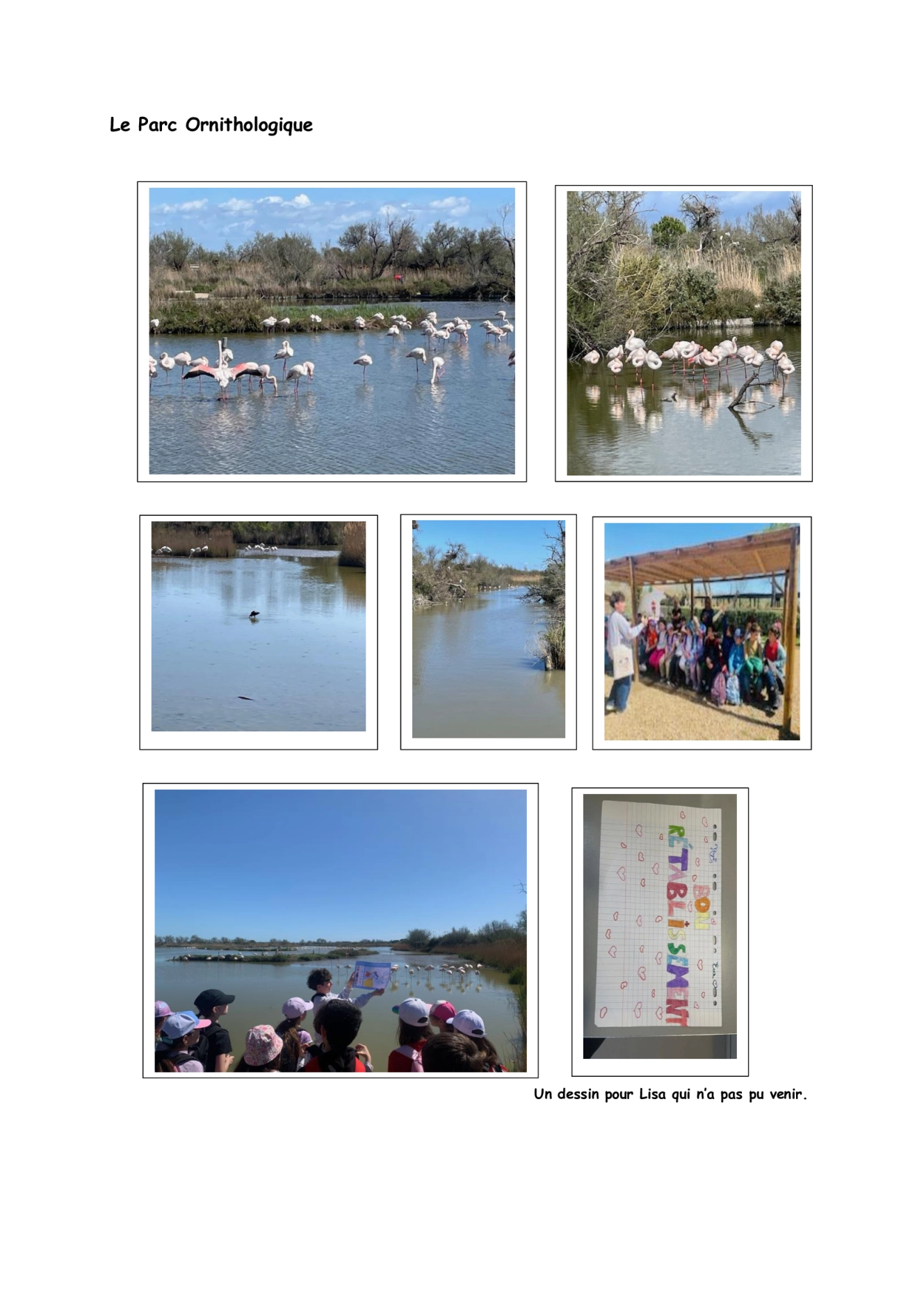 Avril-3-CLASSE-VERTE-EN-CAMARGUE-Le-Parc-Ornithologique.jpg