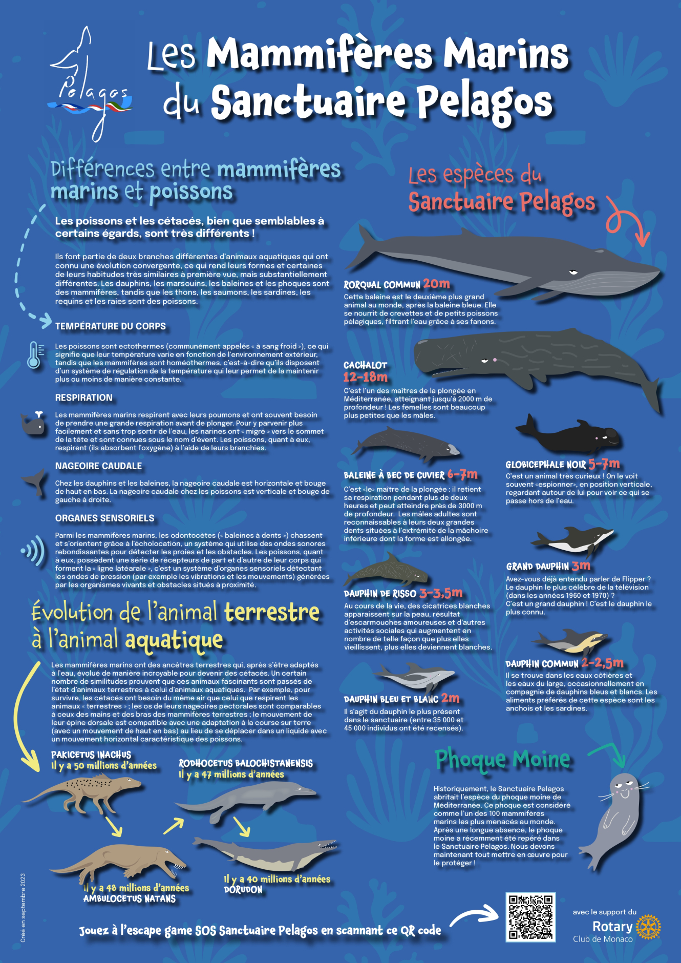 Les mammifères marins du sanctuaire Pelagos