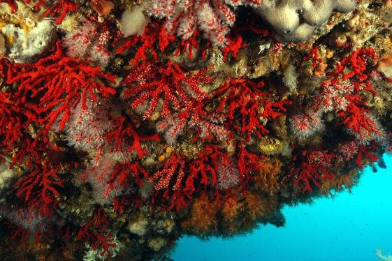 Le mystère du corail rouge - Mon enquête autour de la Méditerranée