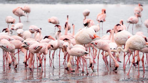 Classe verte en Camargue